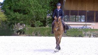 Assouplissement et musculation du cheval : travail en appuyer