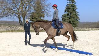 Développer une relation de confiance entre la main du cavalier et la bouche du cheval