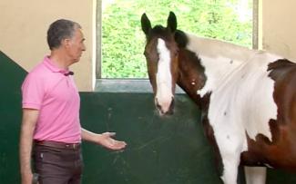 Le premier contact avec le cheval