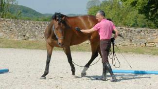 Travail du cheval en main avec Michel Robert