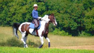 Améliorer la réactivité du cheval