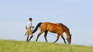 Musculation du cheval avec Michel Robert