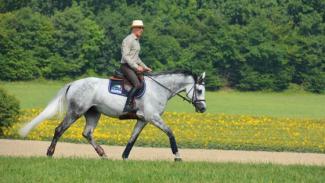 Programme de remise en condition physique du cheval