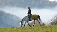 Travail du jeune cheval : laissez leur le temps de grandir et de comprendre