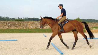 Le travail du cheval sur le cercle 