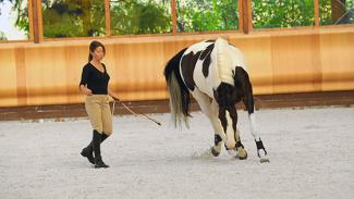 Langage du corps et communication avec le cheval