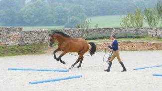 Contrôler dans la finesse le cheval en longe grâce au regard