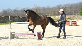 Le travail du jeune cheval : calme et mouvement en avant