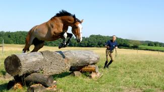 Le travail dans le bon sens : une garantie de bonne santé pour votre cheval