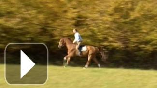 Mise en condition physique du cheval : généralités