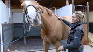 Massage et pansage du cheval avec Marie-Elise, préparatrice physique équin