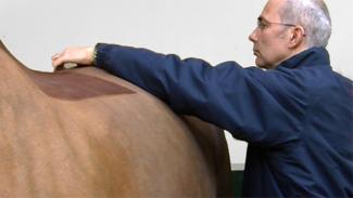 Conseils d'Olivier Geffroy, vétérinaire : le bien-être du cheval doit rester une priorité