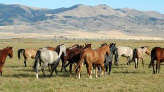 Le Montana (USA) : Haras de la Cense