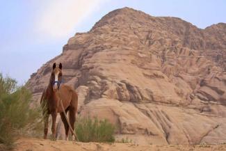 Voyage au pays des Pur-sang arabes en Jordanie