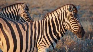 Chevauchée dans le bush en Namibie