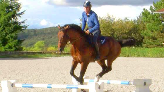 Fonctionnement Musculaire du Cavalier - Confort et Performance